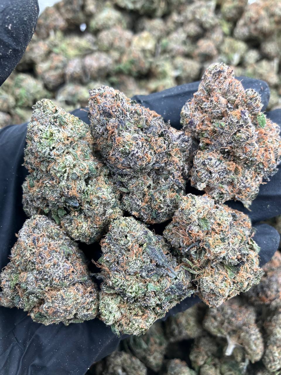 Sour Belt x Gelato