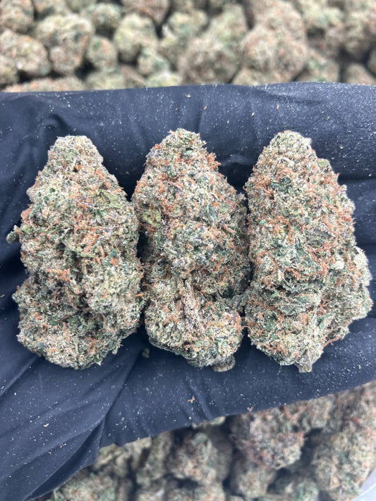 StarDawg 🐶