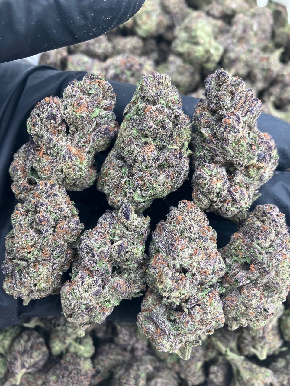 Sunset Sherbert