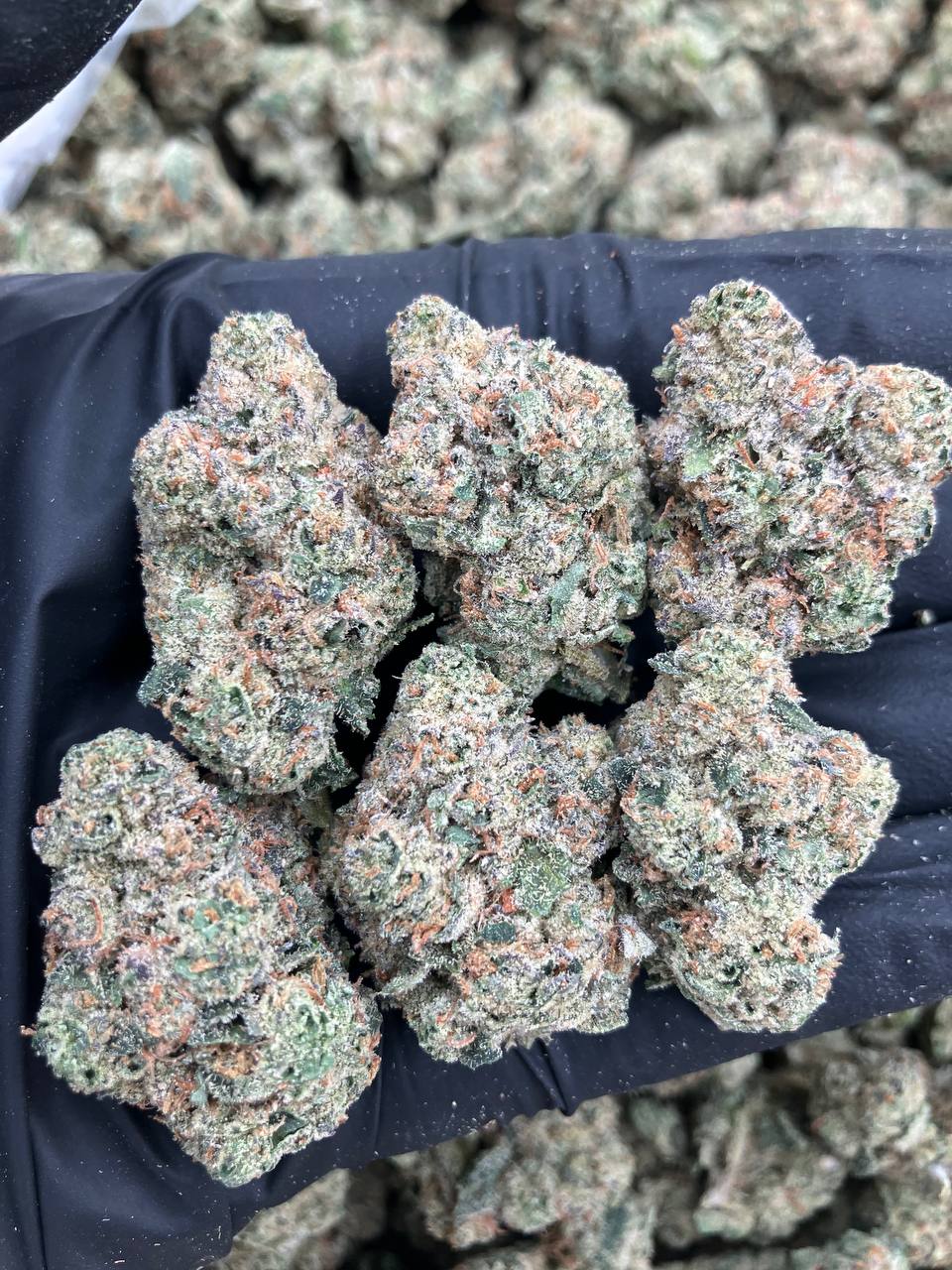 Supreme Gelato