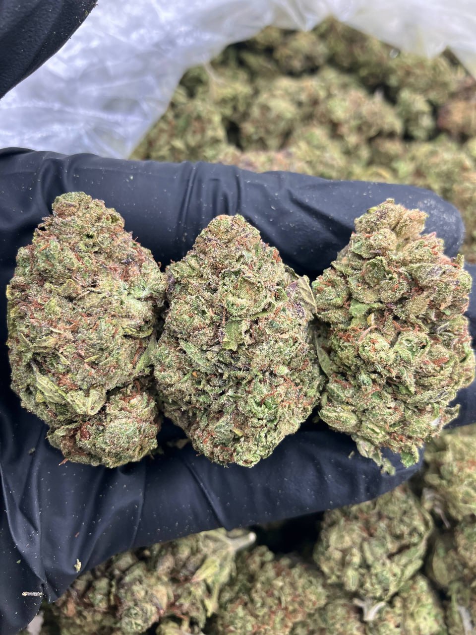 Watermelon Zkittlez