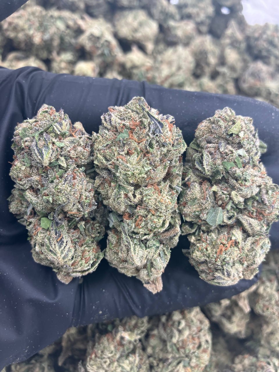 Wedding Gelato
