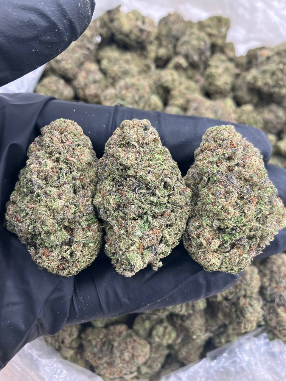 White Cherry Zerbert