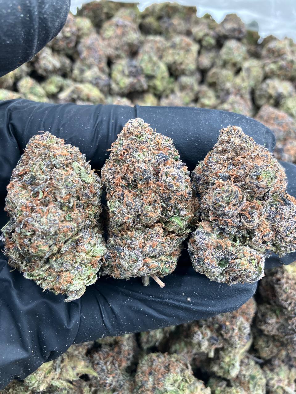 White Flare Gelato