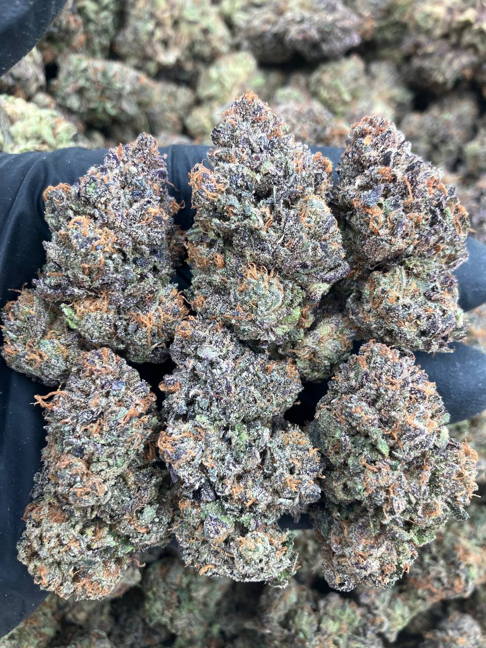 Zoap x Rainbow Beltz