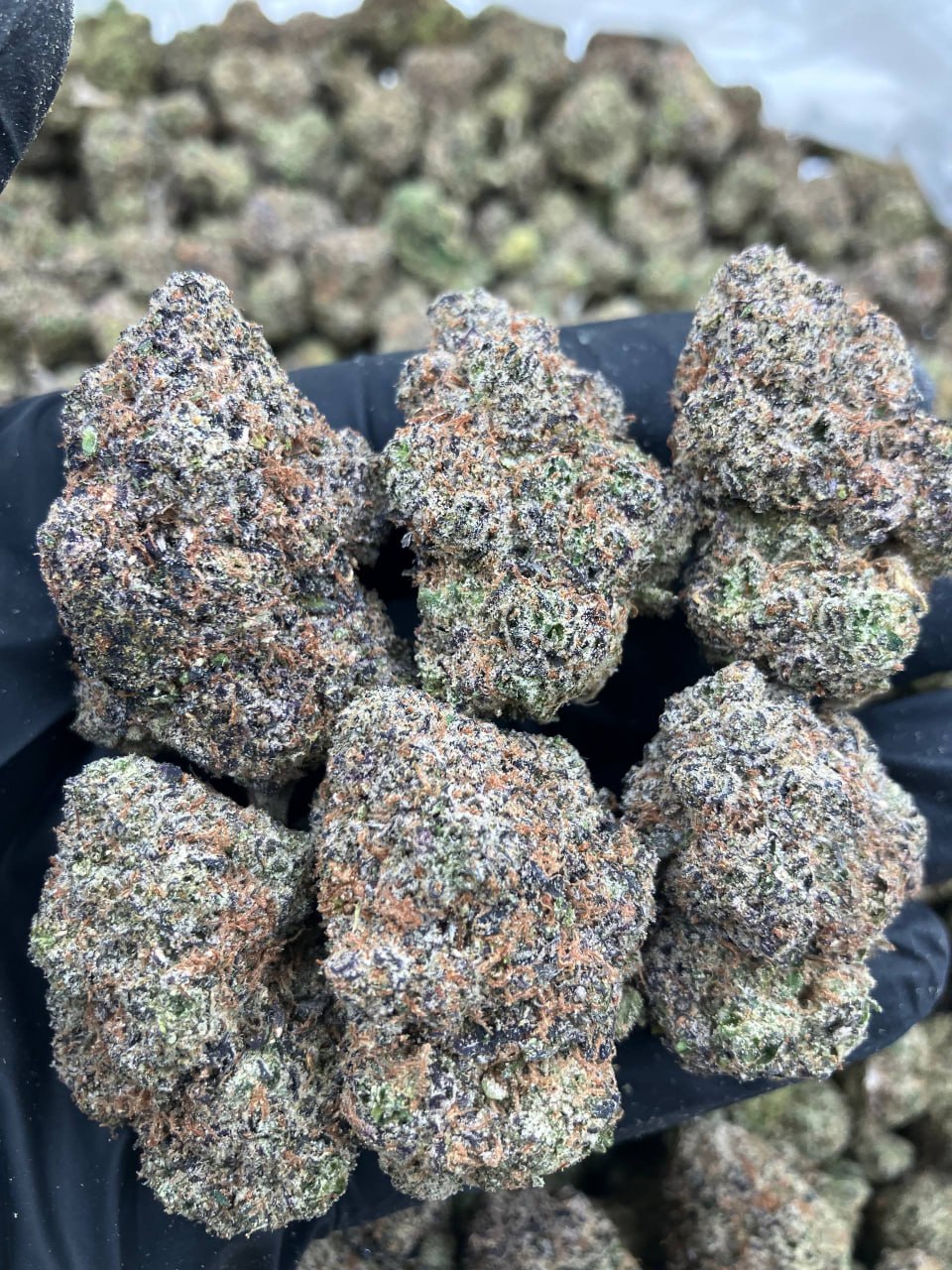 Zour Zkittlez