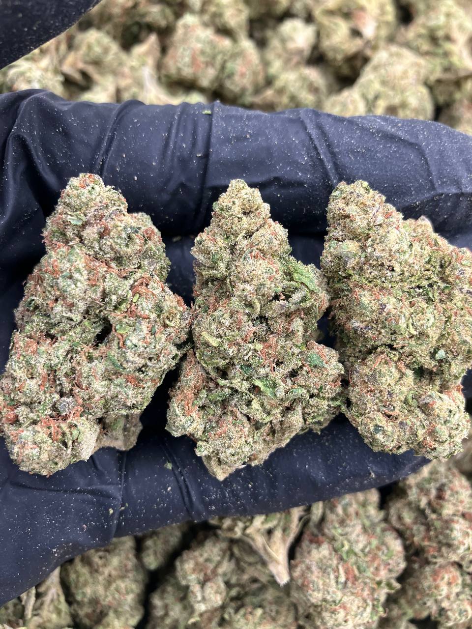 Zour Zlushiez